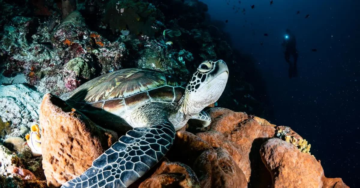 Comment préparer un voyage réussi de plongée et jet ski